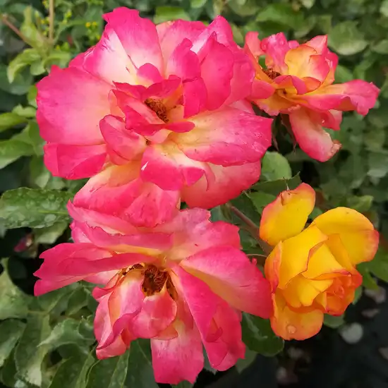 Trandafiri tufă - Trandafiri - Bonanza ® - 